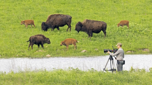 American Buffalo