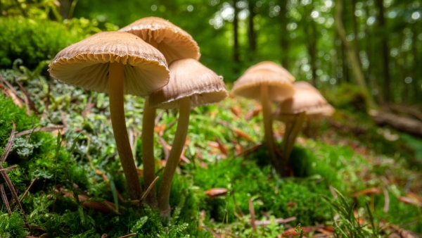 Mushroom Walk
