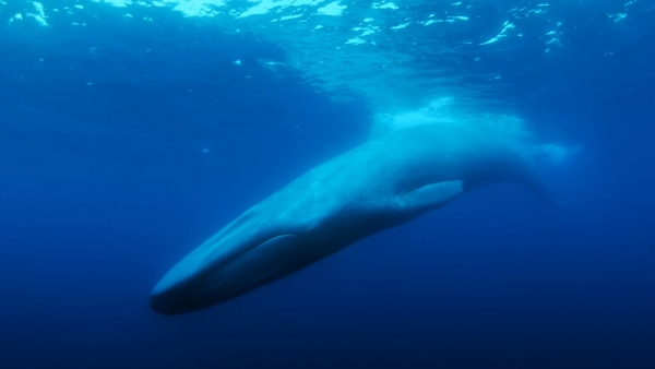 The Loneliest Whale The Loneliest Whale