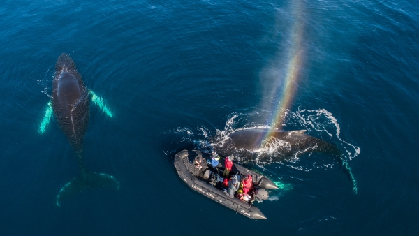 overhead image of whales in the ocean with a small boat floating near them.