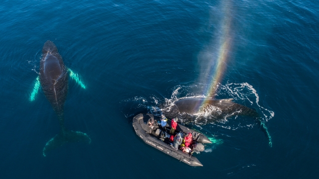 overhead image of whales in the ocean with a small boat floating near them.