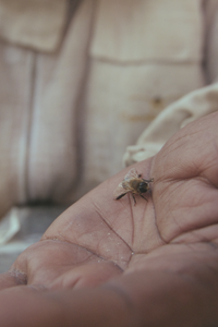Bee Well